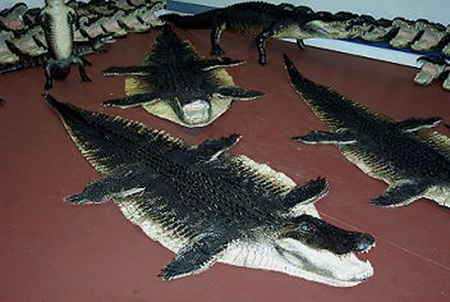 rug2