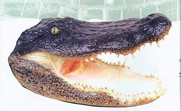 Alligator Wall Mount 